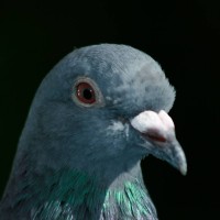 Feral Pigeon